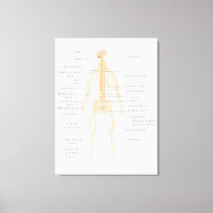 Impressão Em Tela Diagrama do Gráfico do Sistema Nervoso do Corpo Hu