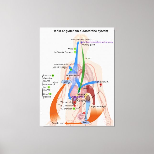 Impressão Em Tela Diagrama do Sistema da Renina-Angiotensina Diagram (Frente)