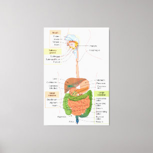 Impressão Em Tela Diagrama do sistema digestivo gastrointestinal hum