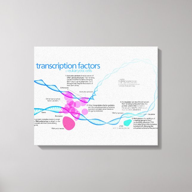 Impressão Em Tela Diagrama dos fatores de transcrição genética (Frente)