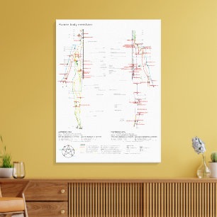 Impressão Em Tela Diagrama Esquemático dos Meridianos Chineses do Co