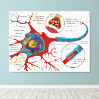 Diagrama Neurônio Completo Célula Nervo Sistema Ne