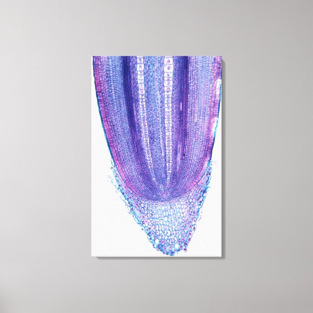 Impressão Em Tela Dica de Raiz da Planta do Milho (Frente)