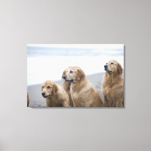 Impressão Em Tela Diversos retrievers dourados que sentam-se na
