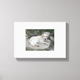 Impressão Em Tela Dog Resting On A Rock