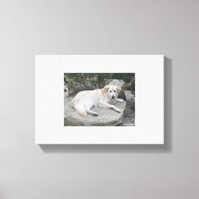 Impressão Em Tela Dog Resting On A Rock (Frente)