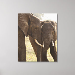 Impressão Em Tela Dois elefantes de Bush do africano (Loxodonta