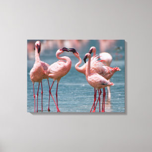 Impressão Em Tela Dois Flamingos Menores Machos (Phoenicopterus Mino