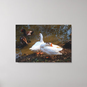 Impressão Em Tela dois gansos brancos e dois patos de mandarina