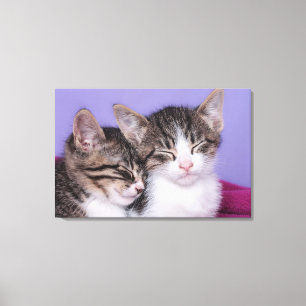 Impressão Em Tela Dois gatinhos bonitos que Napping