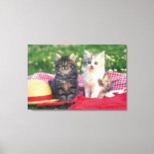 Impressão Em Tela Dois gatinhos que sentam-se em uma cobertura