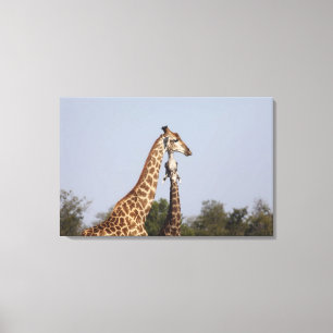 Impressão Em Tela Dois girafa, parque nacional de Kruger, África do