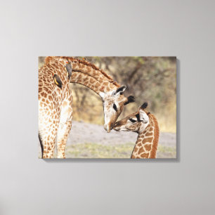 Impressão Em Tela Dois girafas novos