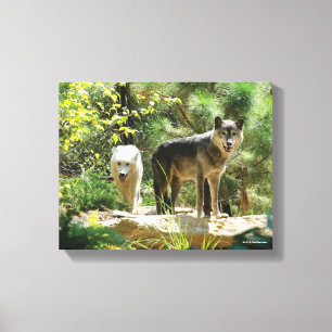 Impressão Em Tela Dois lobos cinzentos na floresta