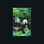 Impressão Em Tela Dois pandas comendo bambu juntos, Wolong<br><div class="desc">COPYRIGHT Keren Su / DanitaDelimont.com | AS07 KSU1111.jpg | Dois pandas comendo bambu juntos,  Wolong,  Sichuan,  China</div>