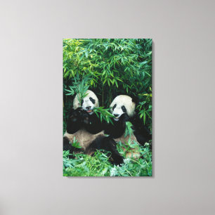 Impressão Em Tela Dois pandas comendo bambu juntos, Wolong