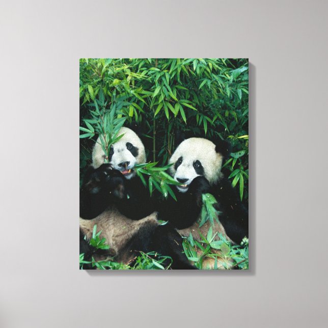 Impressão Em Tela Dois pandas comendo bambu juntos, Wolong (Frente)