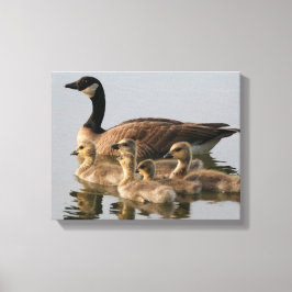 Impressão Em Tela Donativos de aves do Canadá