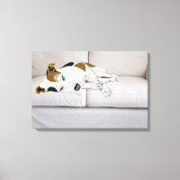 Dormindo Jack Russell Terrier