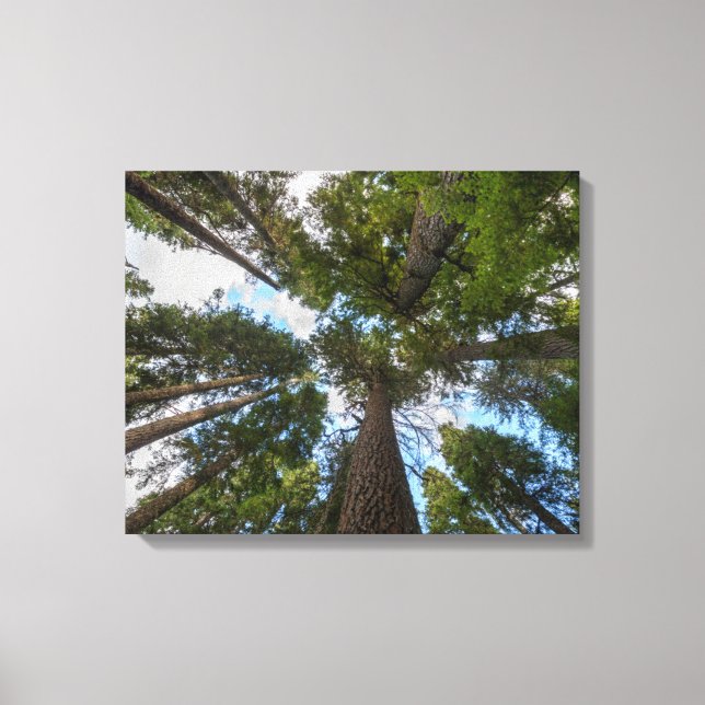 Impressão Em Tela dossel da árvore Douglas Fir (Frente)