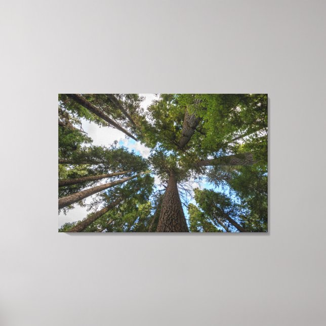 Impressão Em Tela dossel da árvore Douglas Fir (Frente)