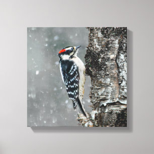 Impressão Em Tela Downy Woodpecker em Neve - Foto Original