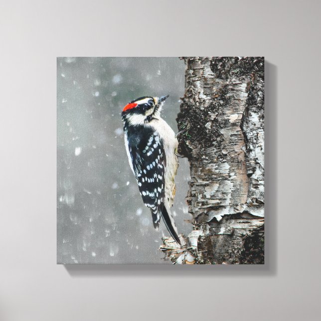 Impressão Em Tela Downy Woodpecker em Neve - Foto Original (Frente)