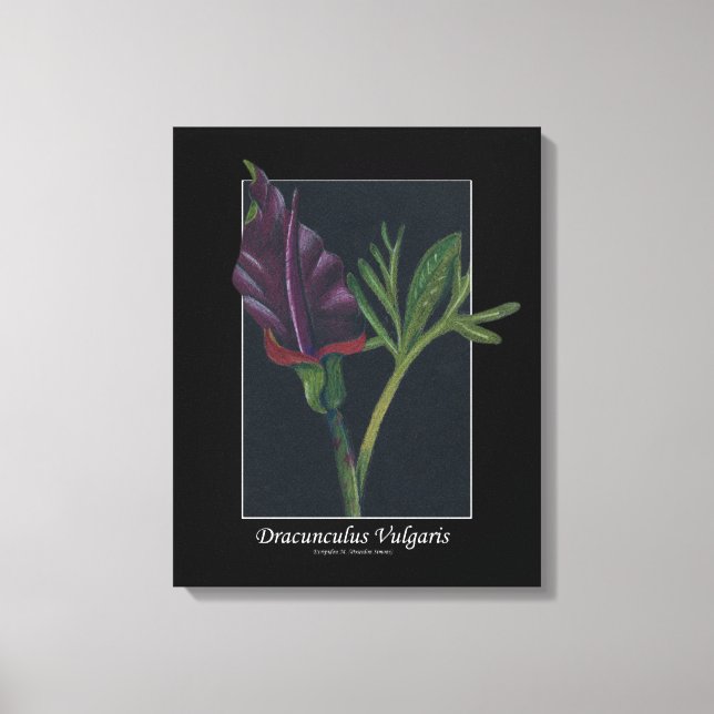 Impressão Em Tela Dracunculus Vulgaris primavera verde-vermelho (Frente)