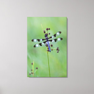 Impressão Em Tela Dragão voa empoleirado na grama, Canadá