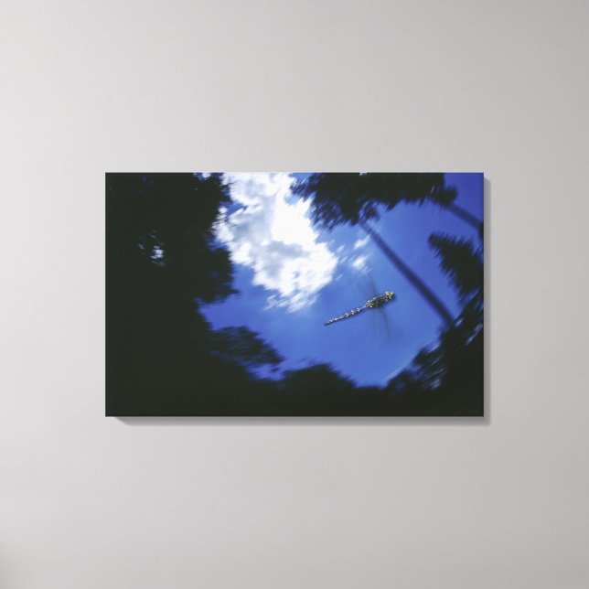 Impressão Em Tela Dragonfly em voo, asas batendo (Frente)