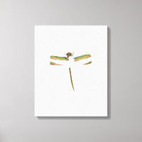 Dragonfly Miniatura em Fundo Branco
