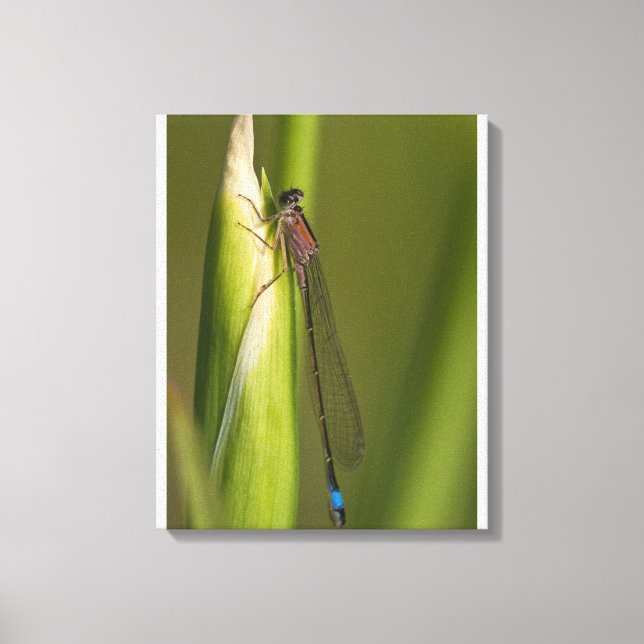 Impressão Em Tela Dragonfly na íris propensa (Frente)