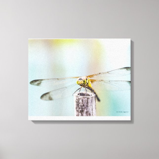 Impressão Em Tela Dragonfly (Sympetrum infuscatum) (Frente)
