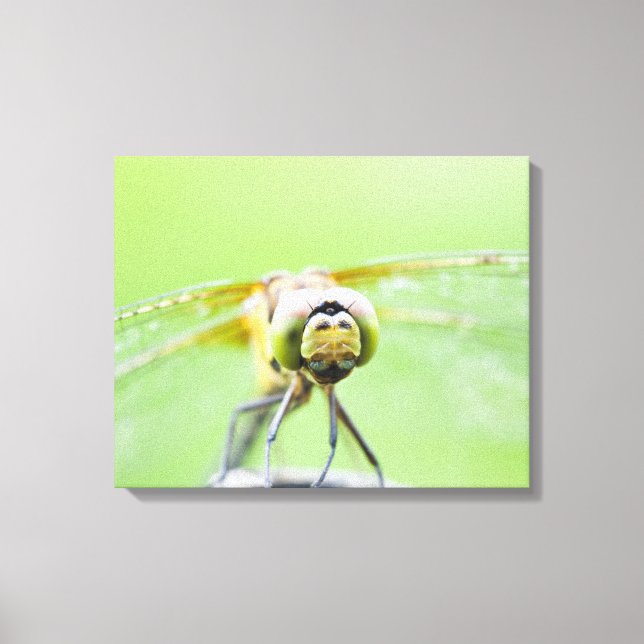 Impressão Em Tela Dragonfly (Sympetrum infuscatum) 2 (Frente)