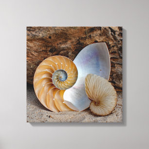Impressão Em Tela Duas Conchas de Nautilus