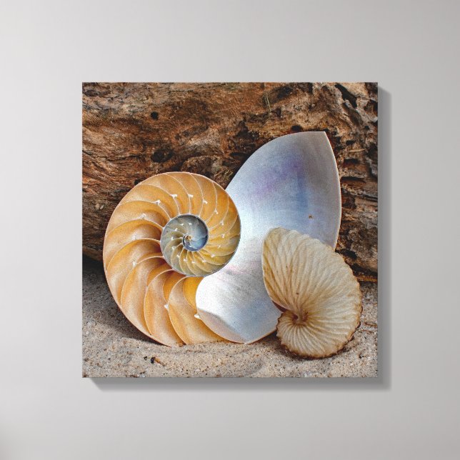 Impressão Em Tela Duas Conchas de Nautilus (Frente)