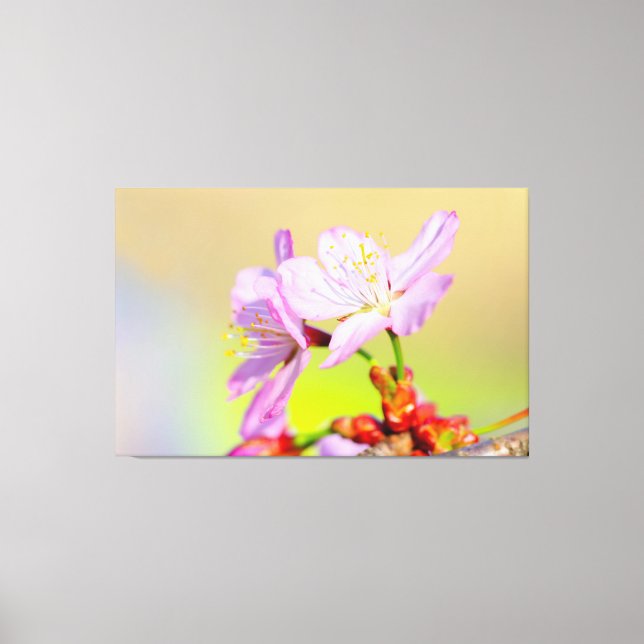 Impressão Em Tela Duas Corajosas Flores de Sakura e Fundo Colorido (Frente)