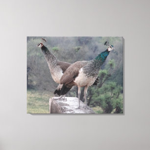 Impressão Em Tela Duas Mulheres Peafowls Possuindo Uma Fotografia Gr