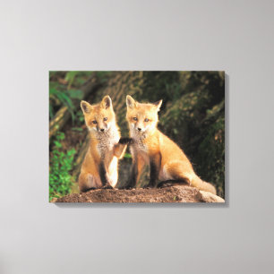 Impressão Em Tela Duas panelas de raposa vermelha em frente ao seu t