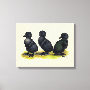 Impressão Em Tela Ducklings Black Cayuga