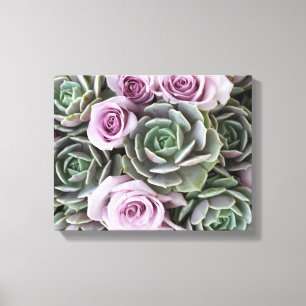 Impressão Em Tela Echeverias e rosas por Debra Lee Baldwin