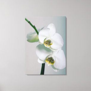 Impressão Em Tela Educado orquídeas brancas