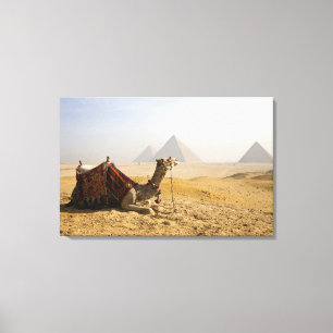 Impressão Em Tela Egipto, o Cairo. Um camelo solitário olha atravé