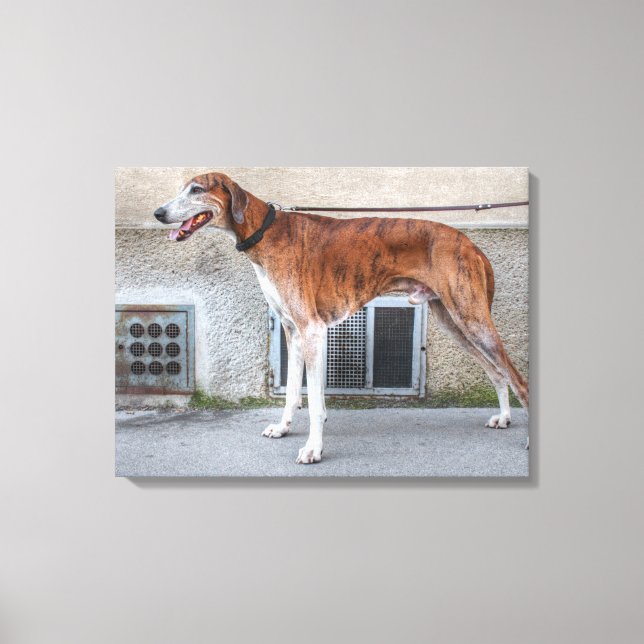 Impressão Em Tela Elder Brindle Greyhound (Frente)
