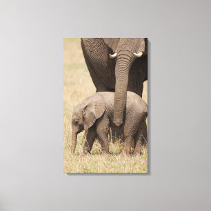 Impressão Em Tela Elefante Africano Bebê com a Mãe