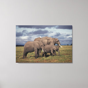 Impressão Em Tela Elefante africano do bebê com família