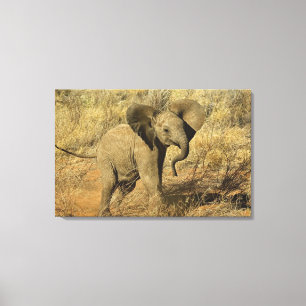 Impressão Em Tela Elefante africano do bebê, Loxodonta Africana,