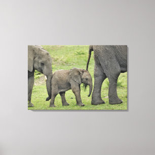 Impressão Em Tela Elefante africano fêmea com bebê