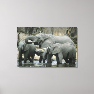 Impressão Em Tela Elefante-africano, (Loxodonta africana), bebendo