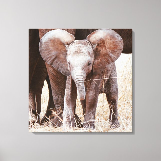 Impressão Em Tela Elefante-bebê afro-branco com mamãe (Frente)